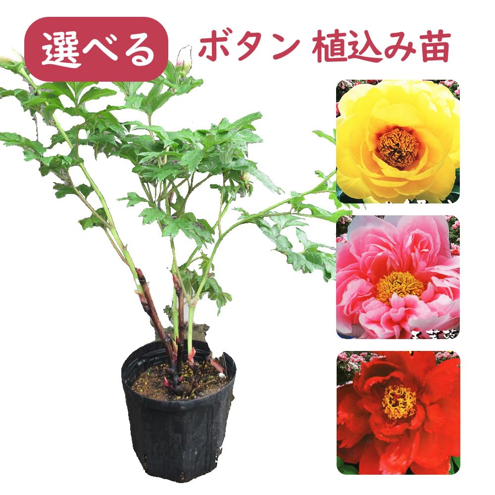 Amazon.co.jp: 「 ボタン (牡丹) 植込み苗 【 21．朝日港 】」6号鉢